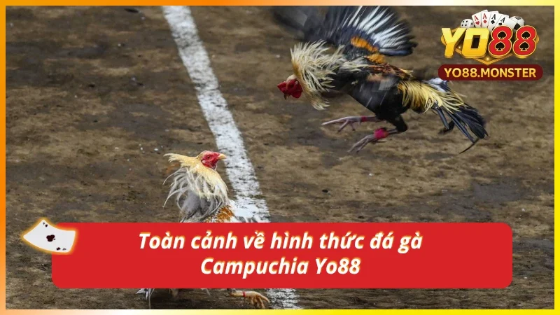 Khám phá hình thức đá gà Campuchia mới nhất