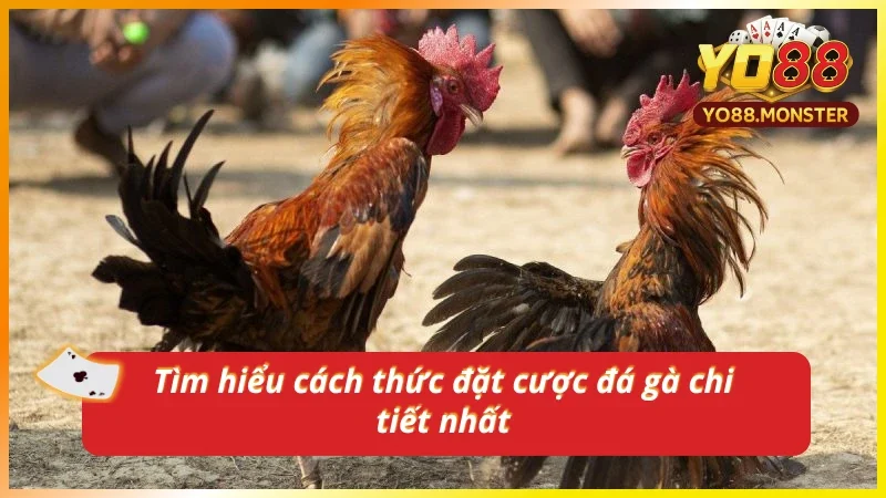 Nắm rõ cách thức cược gà Campuchia từ cao thủ