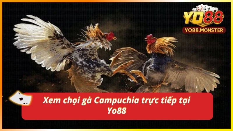 Xem trực tiếp đá gà Campuchia mới nhất từ Yo88