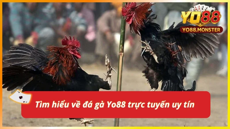 Tổng quan về đá gà Yo88 online 