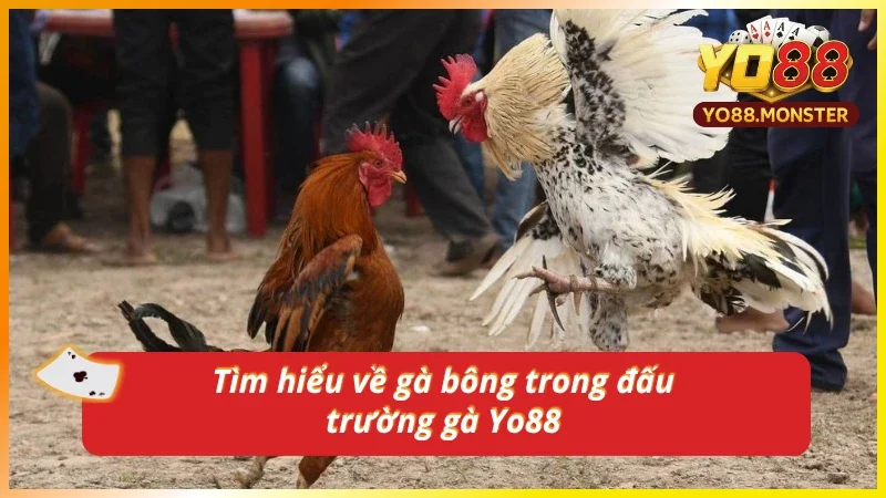 Tổng quan về loại hình đá gà bông mới nhất