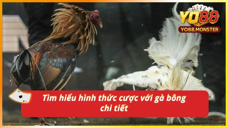 Nắm rõ kiến thức về cược gà bông từ cao thủ