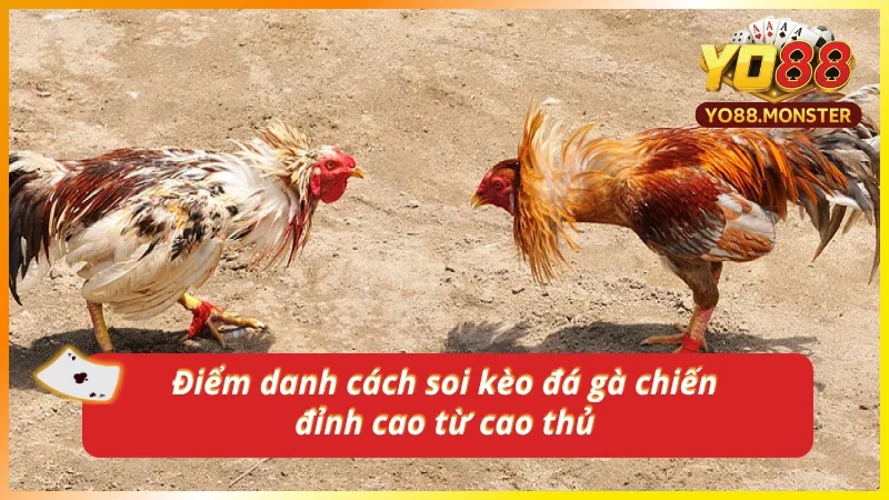 Khám phá cách thức soi kèo gà chiến từ cao thủ