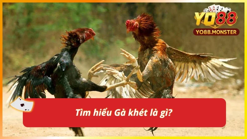 Gà khét - Dòng chiến kê được săn đón hàng đầu trên mọi đấu trường