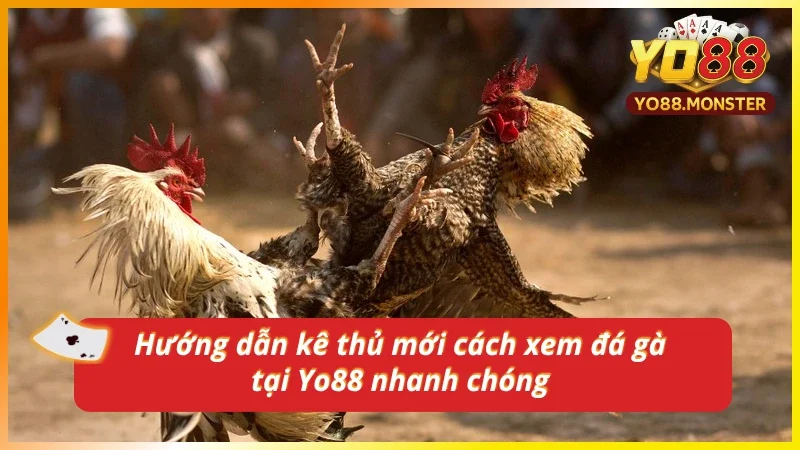 Cách xem đá gà trực tiếp tại Yo88 cho người mới