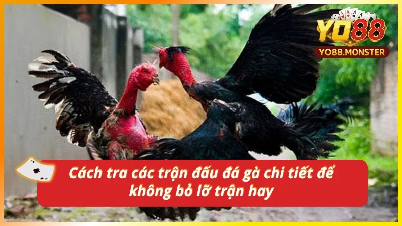 Chủ động theo dõi lịch thi đấu gà để bắt kèo sớm và săn chiến thắng