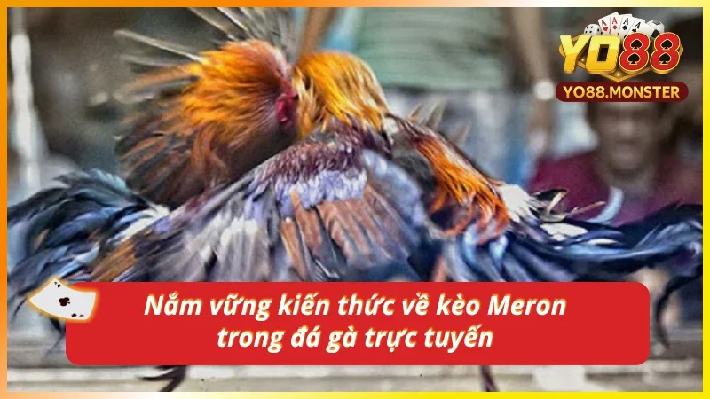 Kiến thức cần nắm về loại kèo Meron mới nhất