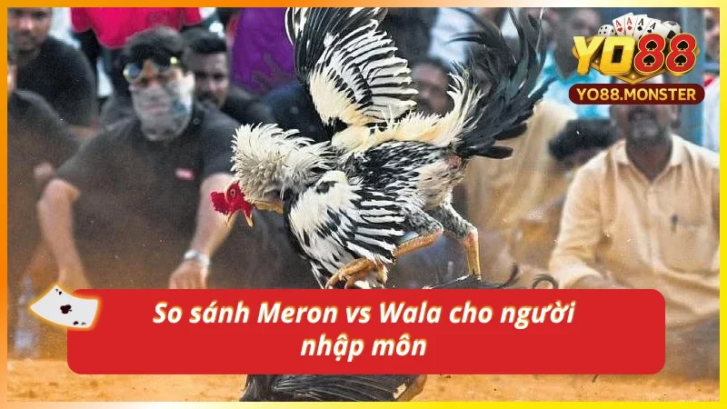 So sánh kèo cược Meron và kèo cược Wala