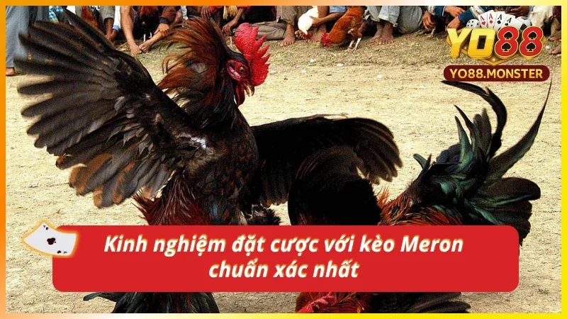 Những kinh nghiệm bổ ích khi đặt kèo cược Meron
